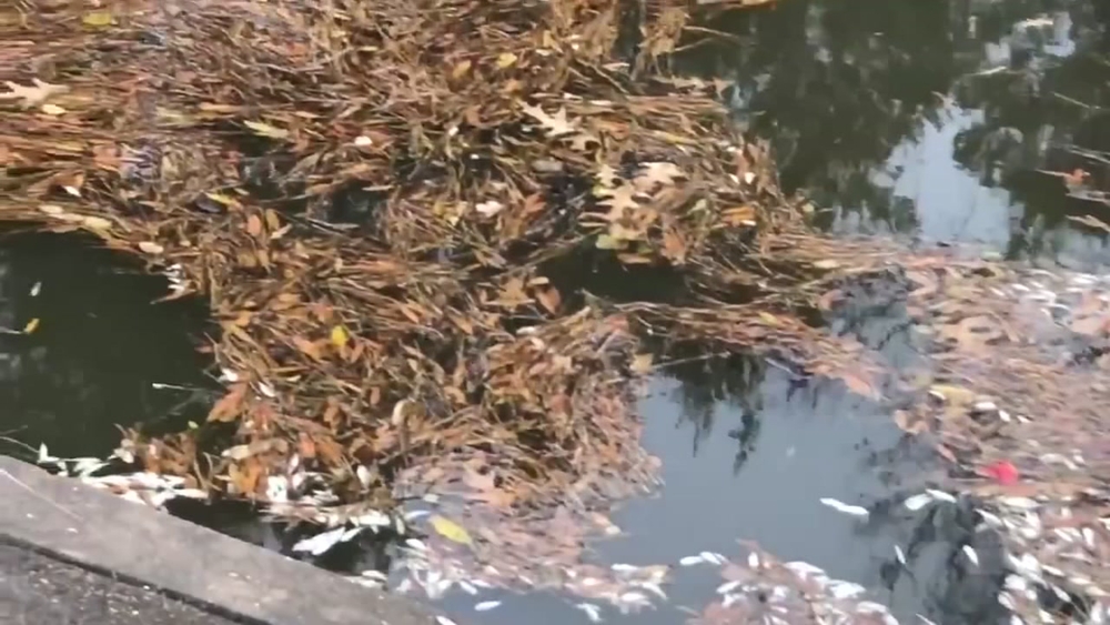 Dead fish in Kingwood