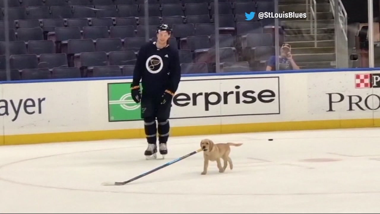 St. Louis Blues adopt adorable puppy