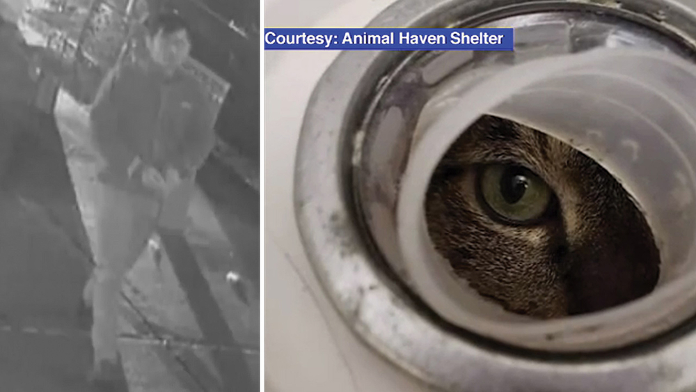 2 cats found in buckets outside Manhattan animal shelter