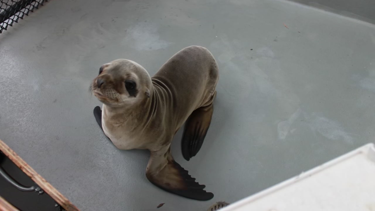 Little sea lion rescued at Oakland Airport
