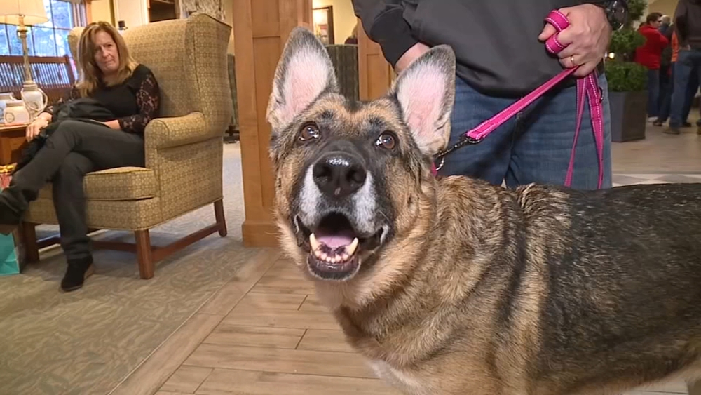 Army veteran reunites with military dog after spending a year apart