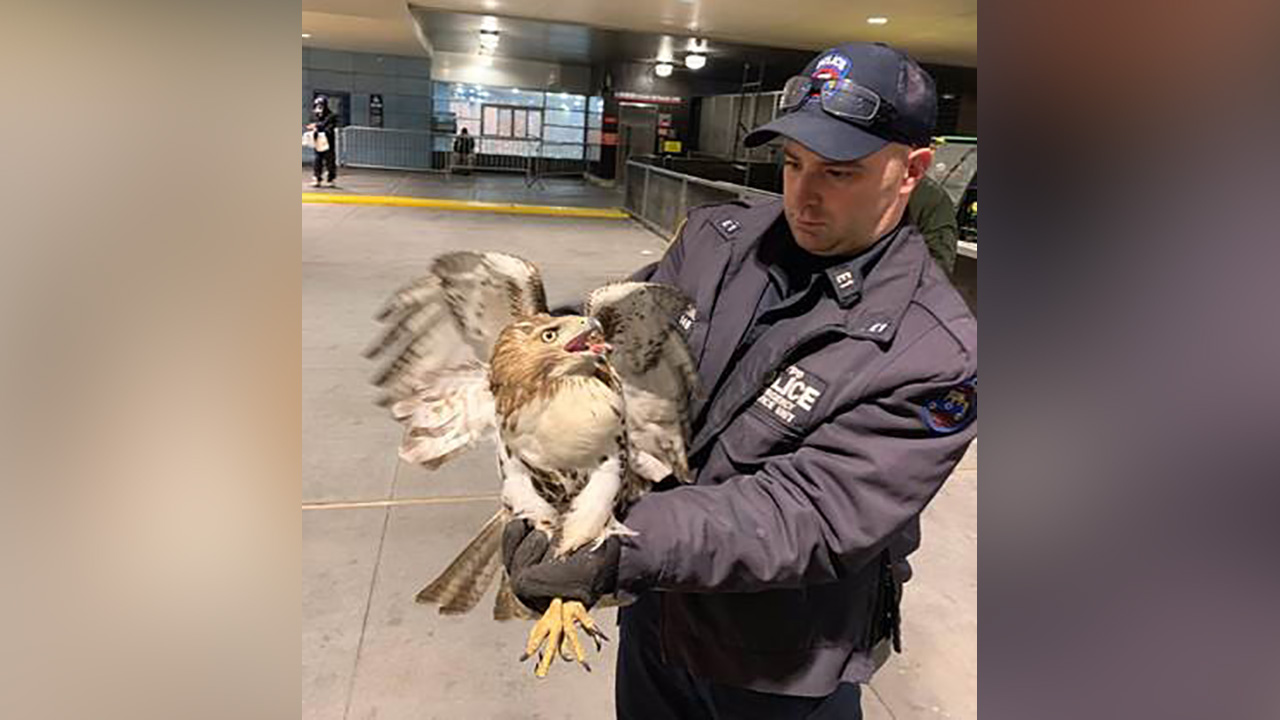 NYPD catches hawk at Penn Station