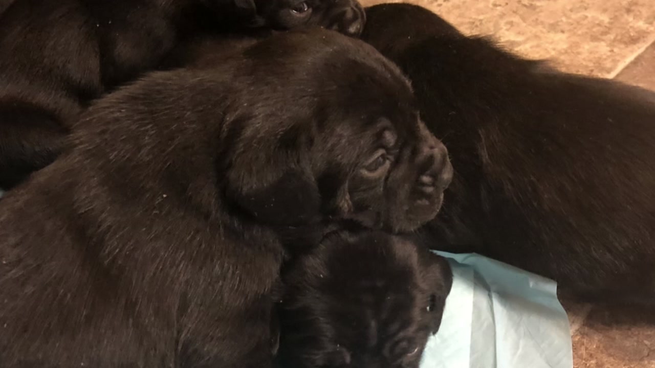 Puppies stolen from Goldsboro home during break-in