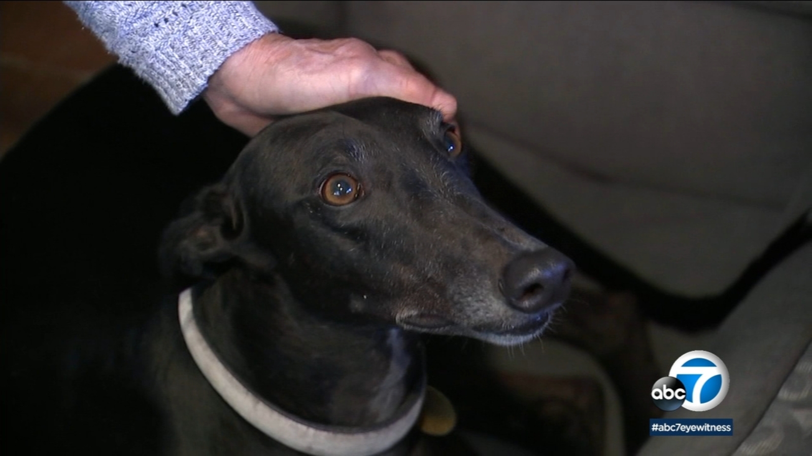 Greyhound rescuers to see influx as Florida bans racing ABC7 Los Angeles