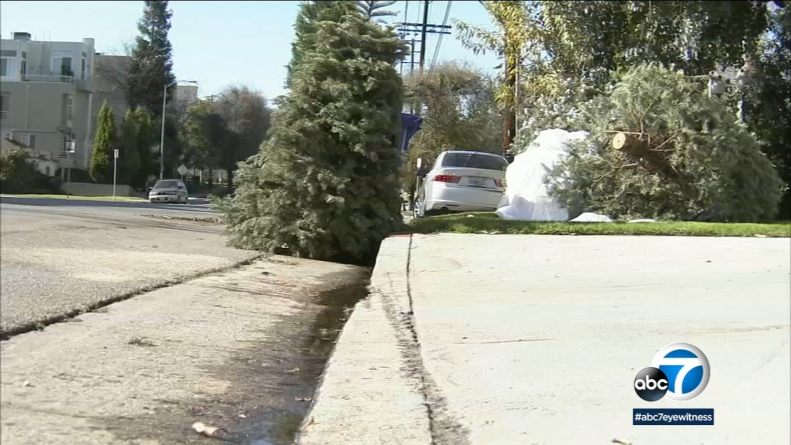 City of Los Angeles starts up annual Christmas tree recycling program ABC7 Los Angeles