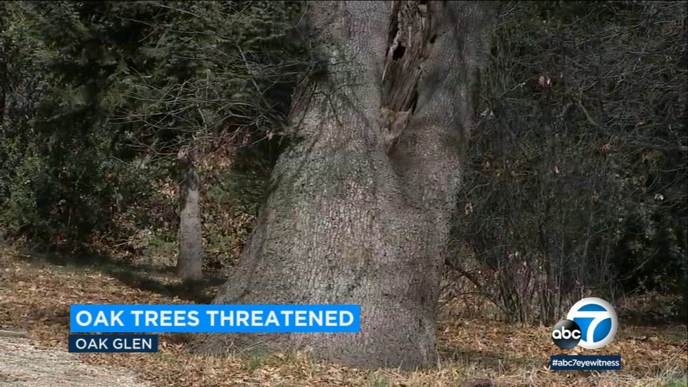 Pest killing oaks in Oak Glen