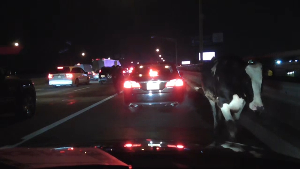 Cow found wandering along New Jersey highway