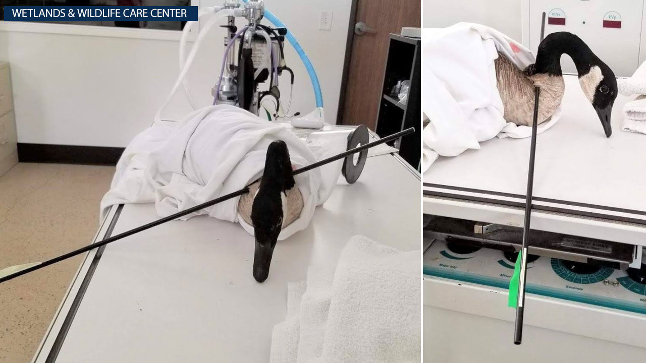 Canada goose found with arrow in its neck at OC park