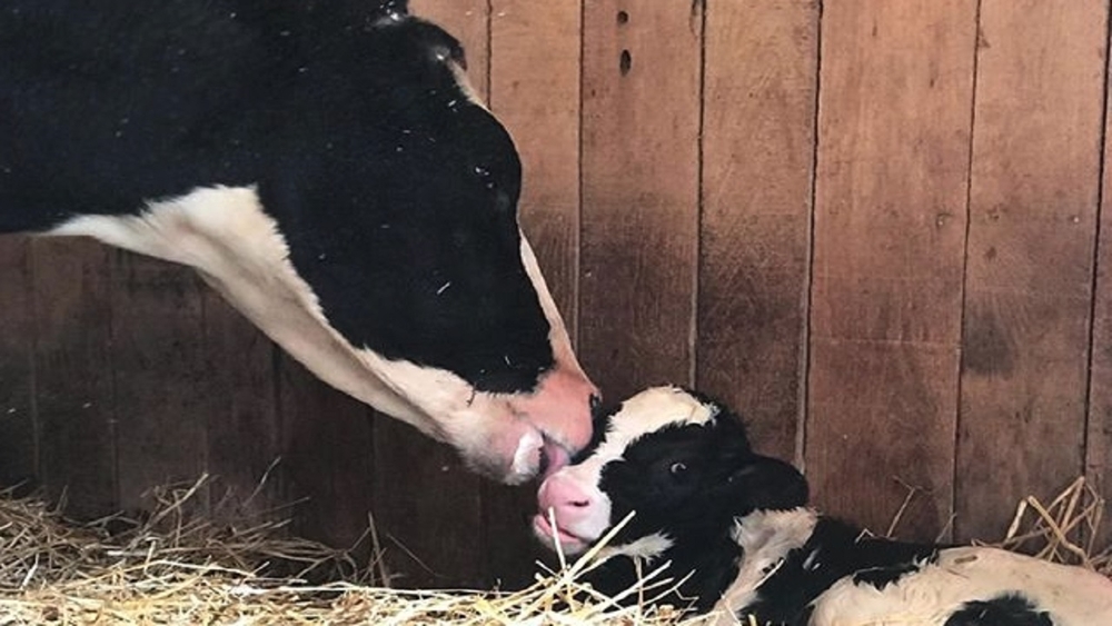 Cow found wandering on NJ highway gives birth at sanctuary