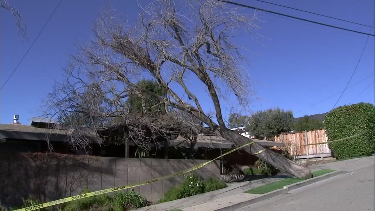 Windy New Year's Eve sends trees toppling, Bay Area crews scrambling