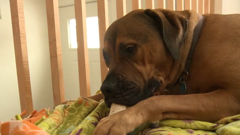 Wis. woman finds home intruder asleep with 'guard dog'