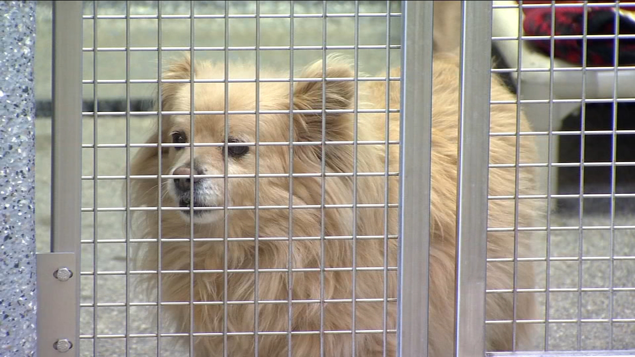 Valley Animal Center searching for another veterinarian to help expand services