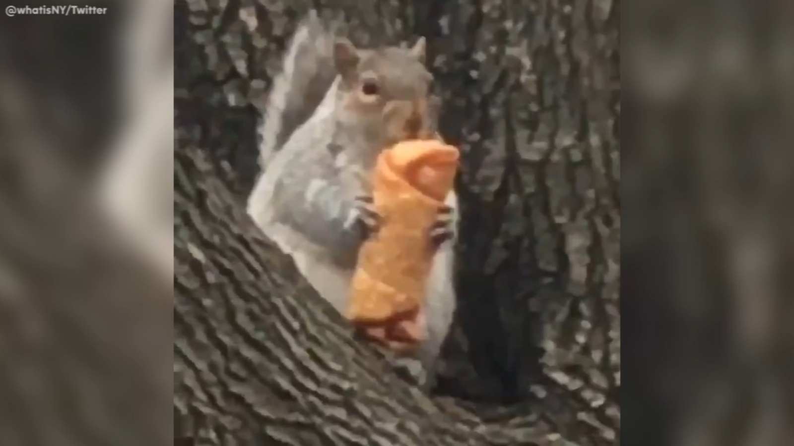 New York City squirrel enjoys egg roll snack ABC7 Los Angeles