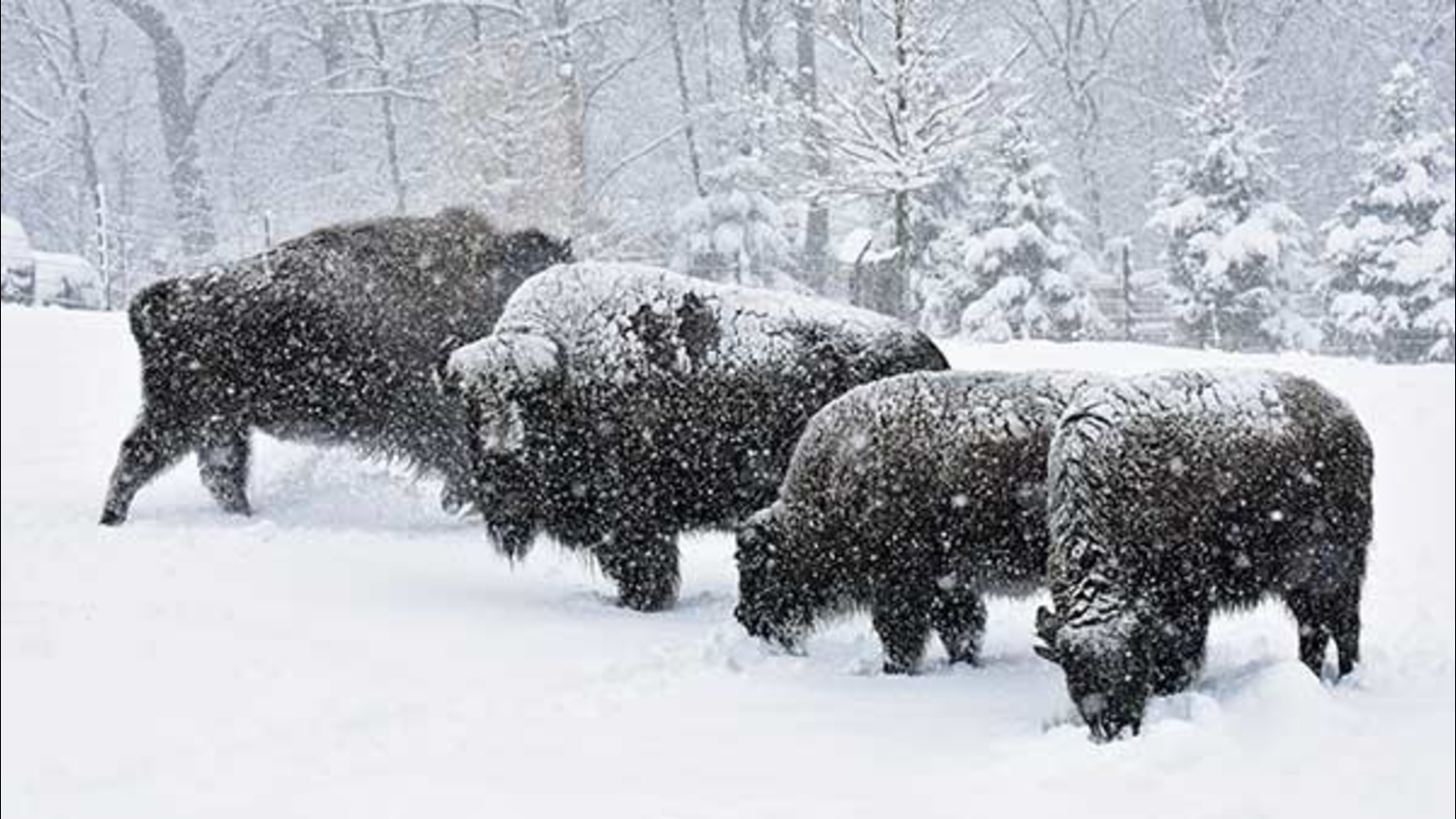 PHOTOS Brookfield Zoo animals enjoy snow day ABC7 Chicago