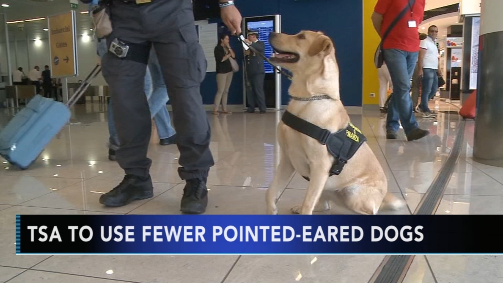 TSA opting for friendlierlooking dogs with floppy ears for K9 teams