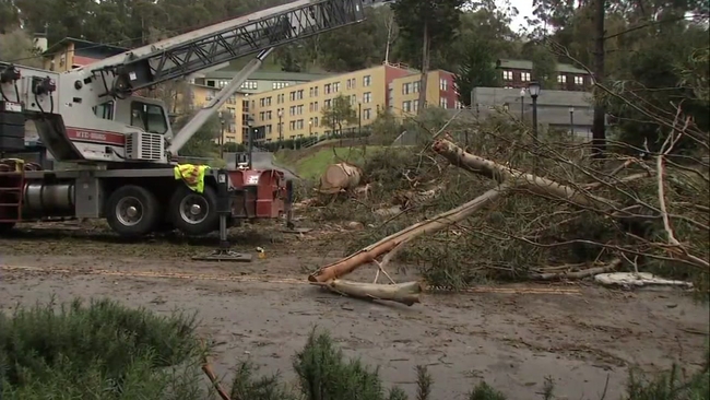 UC Berkeley campus inspecting trees following fatal ...