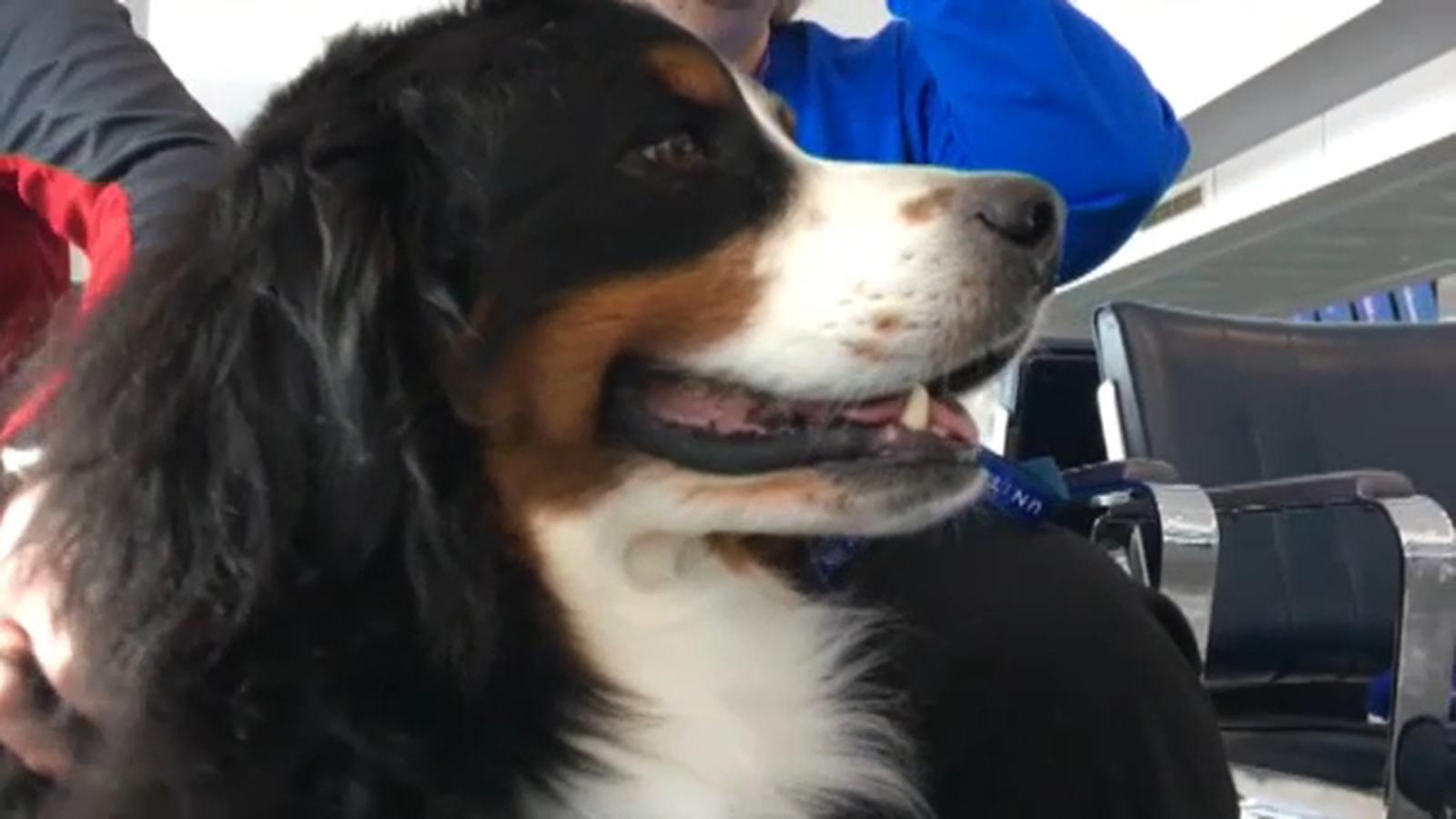 United Airlines tightens policy on emotional support animals on flights