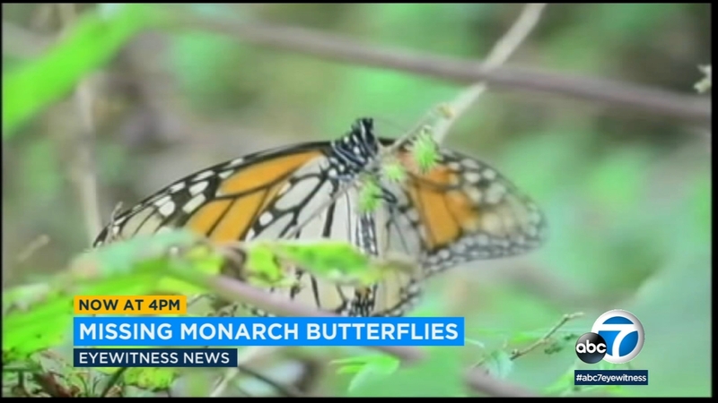 Illinois Joins Pact To Protect Monarch Butterfly Habitat Abc7 Chicago