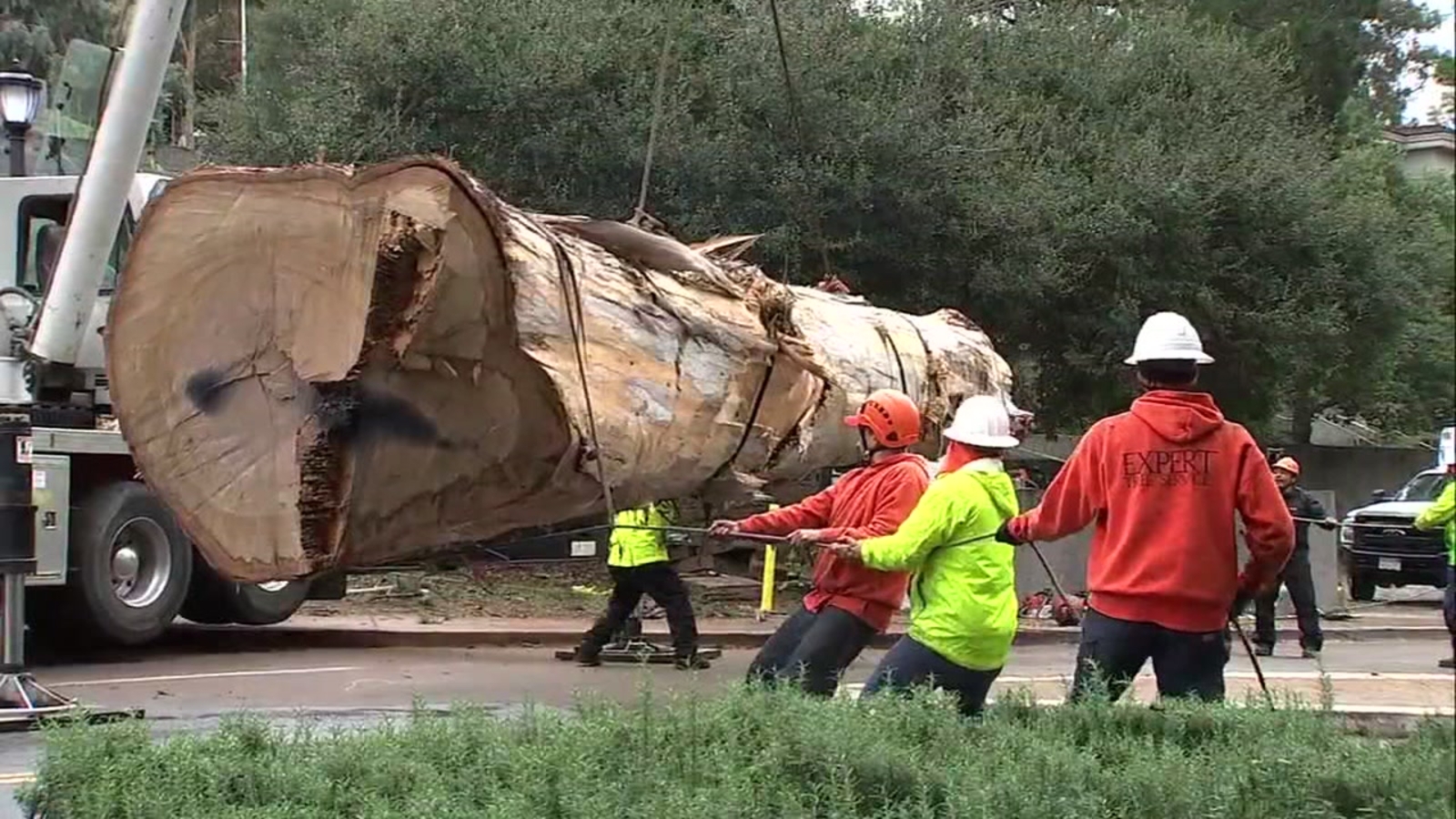 UC Berkeley campus inspecting trees following fatal accident ABC7 San