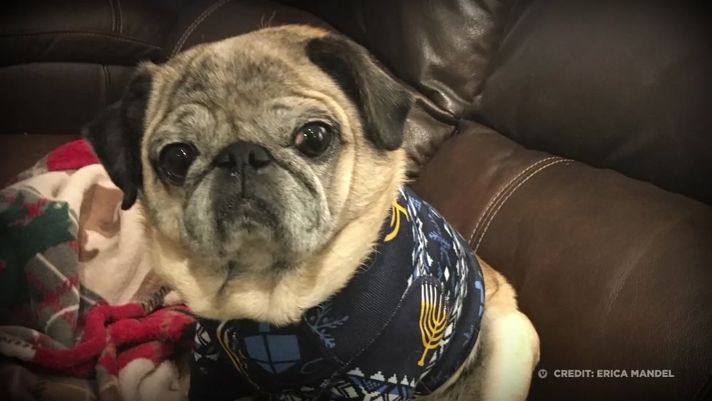 Number of older dogs showing signs of dementia