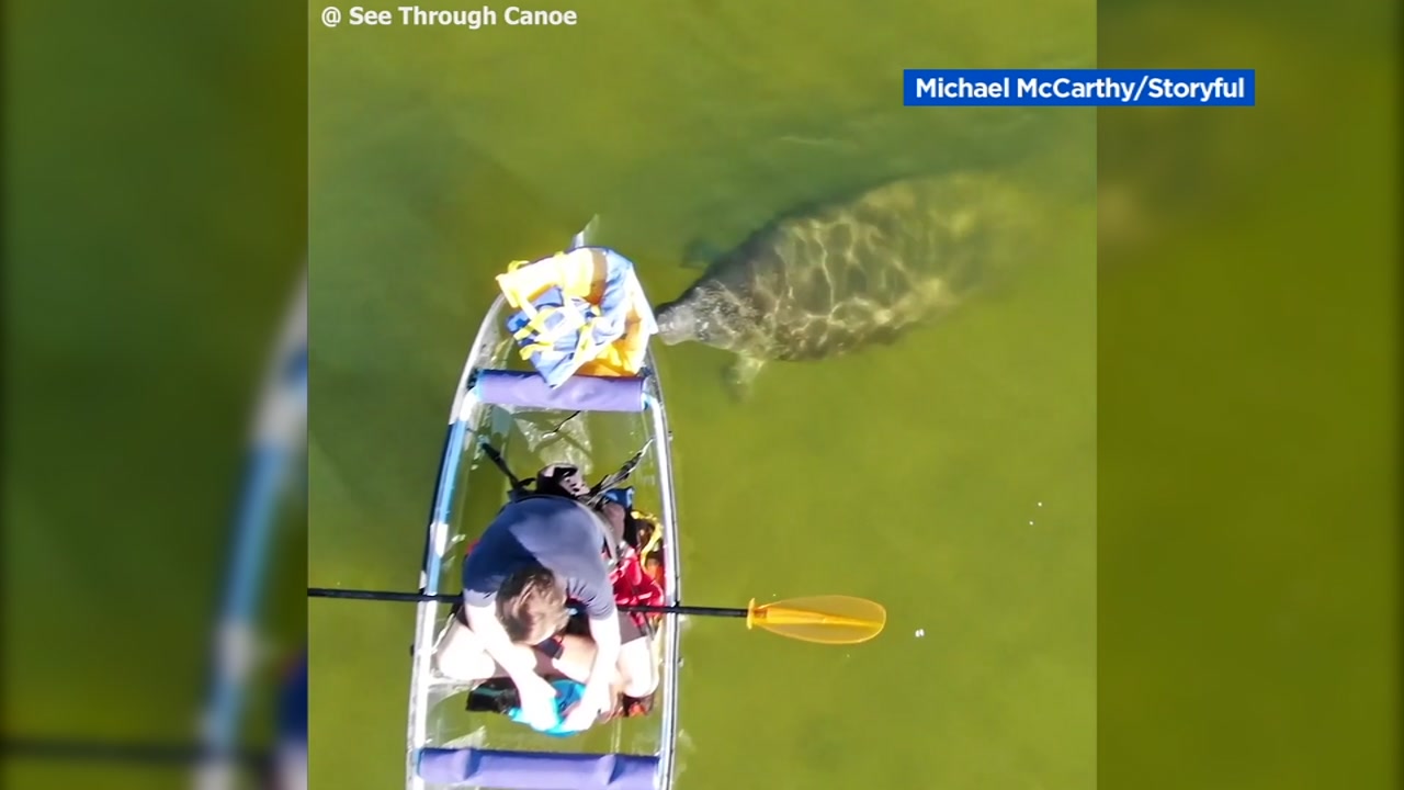 Manatee pushes see-through canoe through water in Florida
