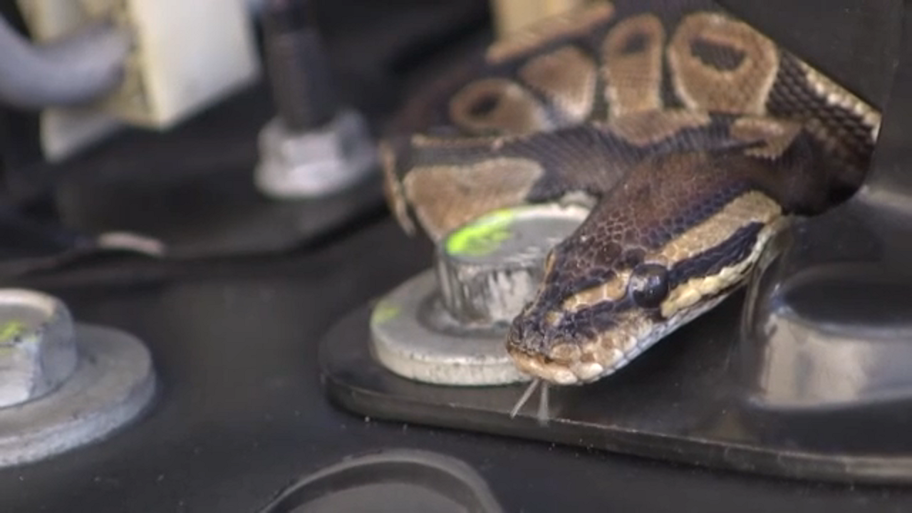 Florida man finds boa constrictor in Cadillac