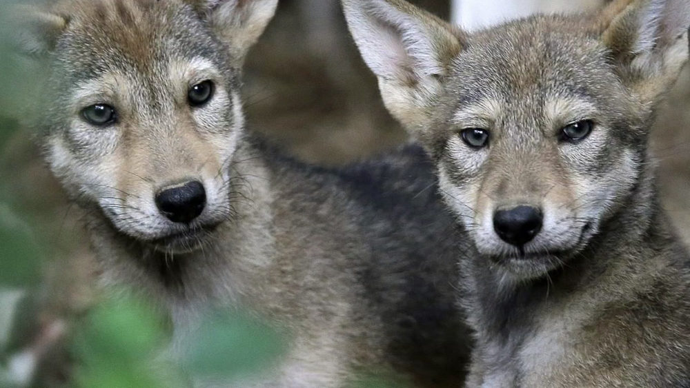 DNA of wolf declared extinct in wild lives on in Texas pack