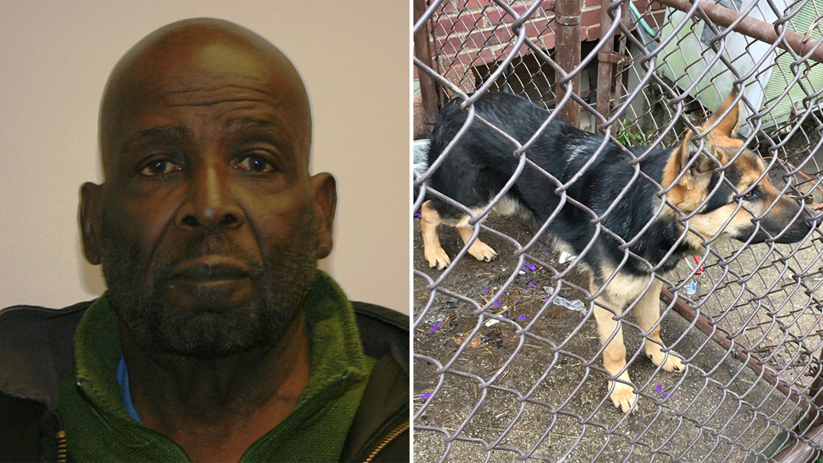 Man charged with starving dog to death; Puppy rescued from home in ...