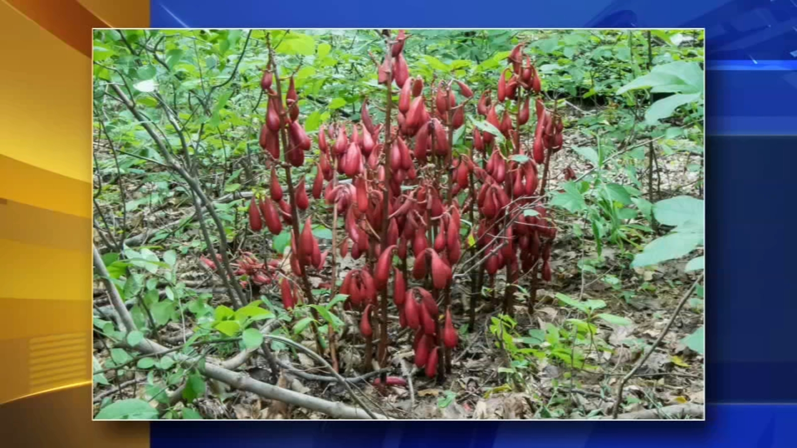 Rare orchid found at Longwood Gardens in Chester County 6abc Philadelphia