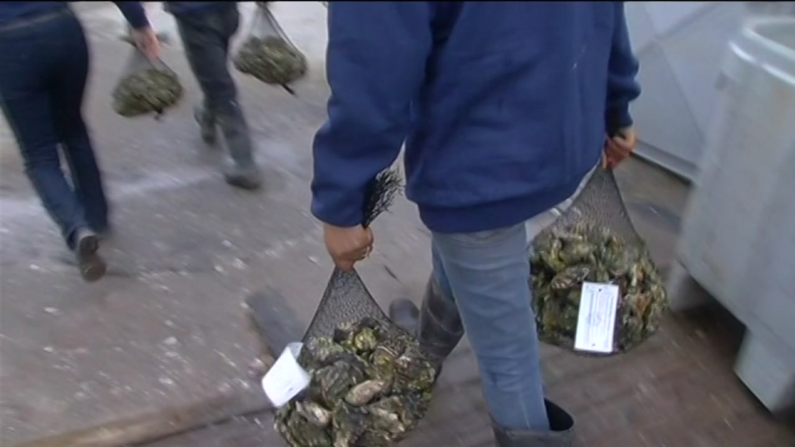 Tomales Bay oyster harvesting on hold due to norovirus outbreak ABC7