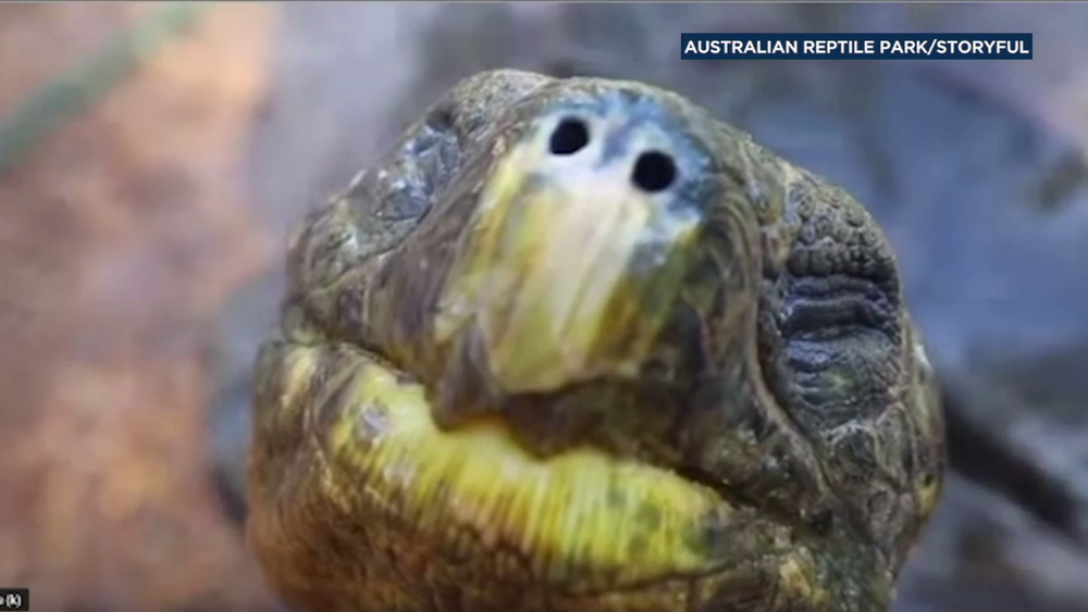 VIDEO: Hugo the tortoise cools off in 'sexy' slow-motion clip