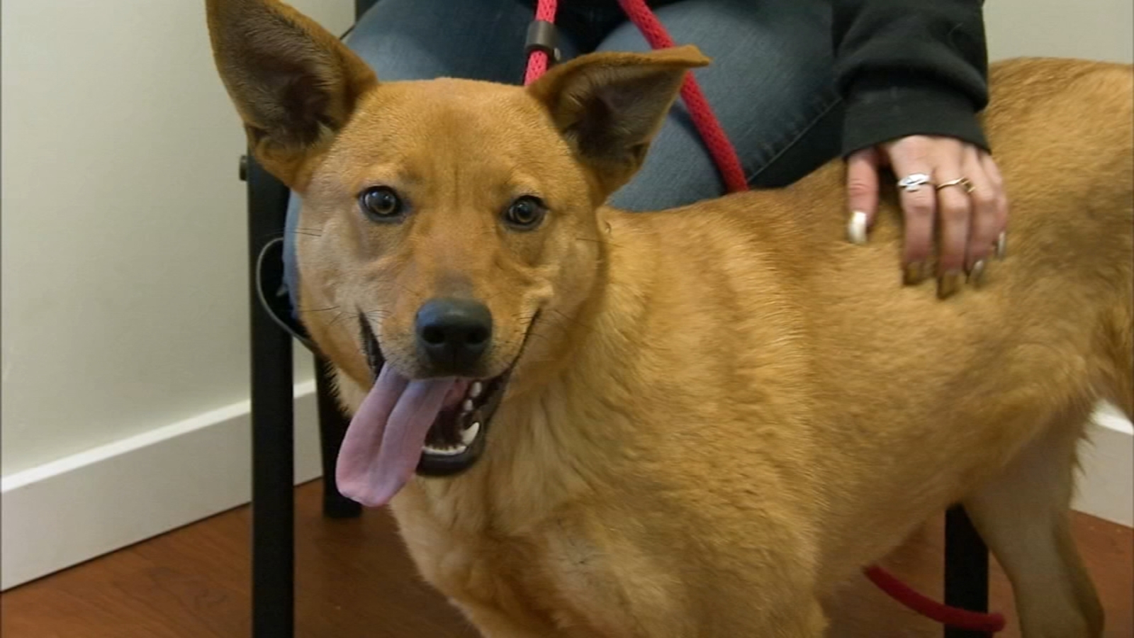 Shelter Me Providence Animal Center 6abc Philadelphia