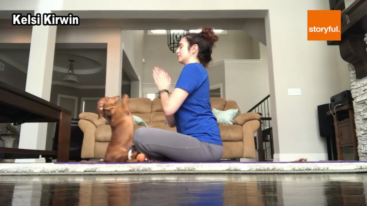 Adorable dachshund shows off her yoga skills