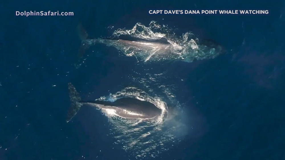 WATCH: Increased humpback whale sightings reported in OC