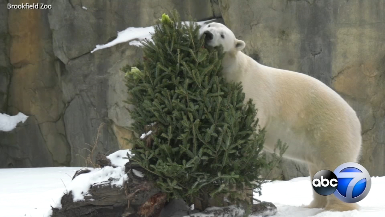 Brookfield Zoo animals enjoy repurposed holiday trees