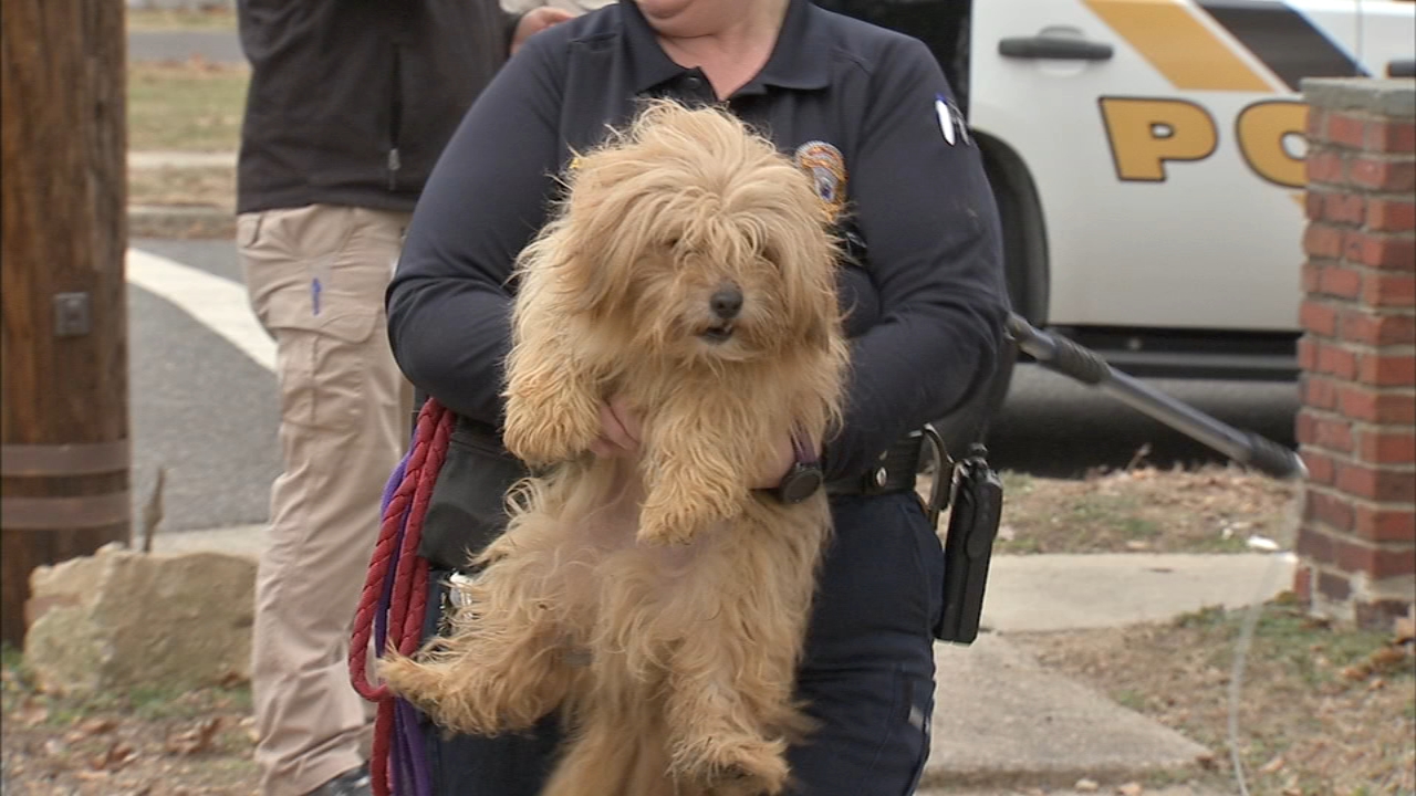 Dogs, cats removed from boarded-up home in Burlington Co ...