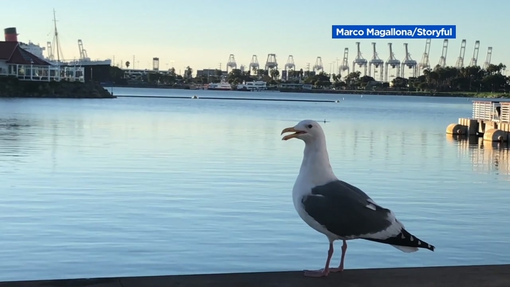 Seagull barks like a dog in Long Beach