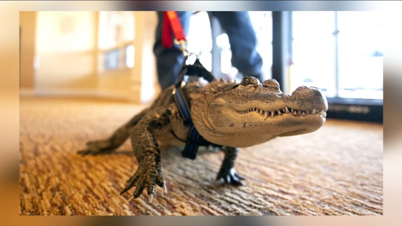 Emotional support alligator Wally helps Pennsylvania man deal with depression