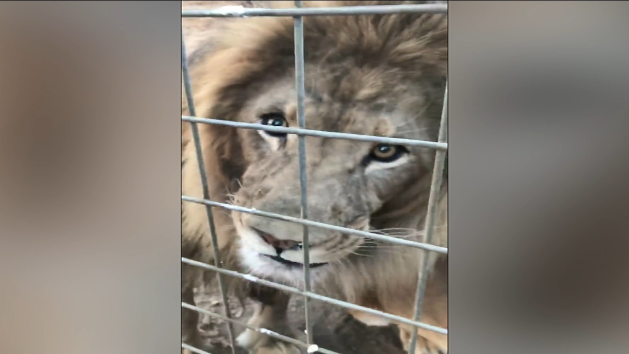 5105515_012419-kfsn-lion-vid.