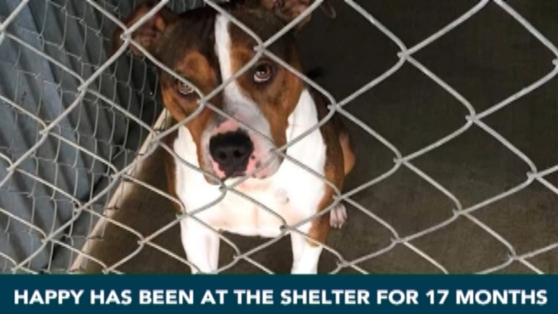 Animal Shelter Jobs Dayton Ohio animal shelter