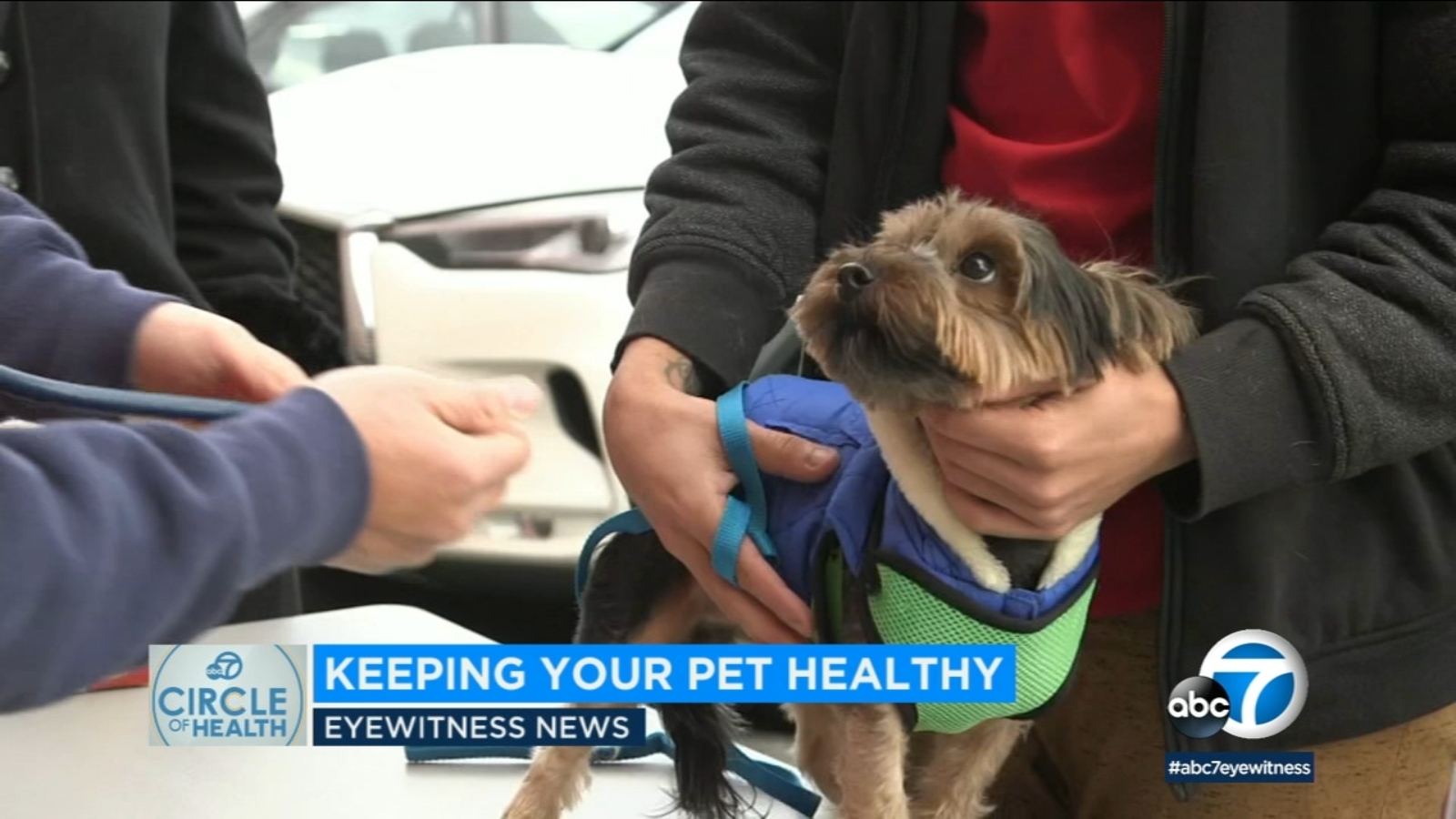 Tips to save money on pet prescriptions ABC7 Los Angeles
