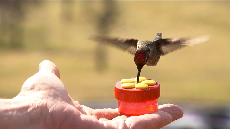 North Fork Woman S Home Is Visited By Hundreds Of Hummingbirds