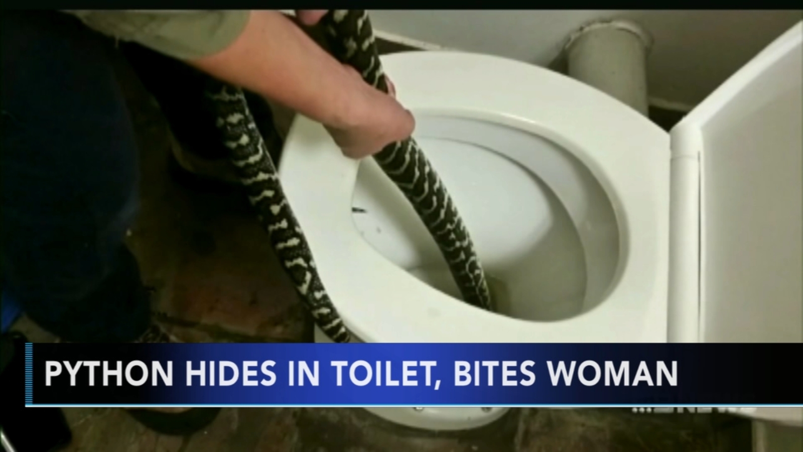 Python hides in toilet, bites woman - ABC7 Los Angeles