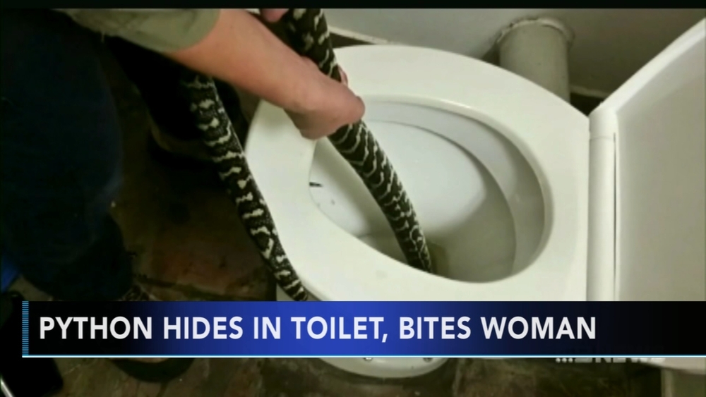 Python hides in toilet, bites woman