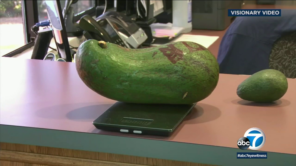 Hawaiian farmer grows huge avocado as heavy as newborn baby
