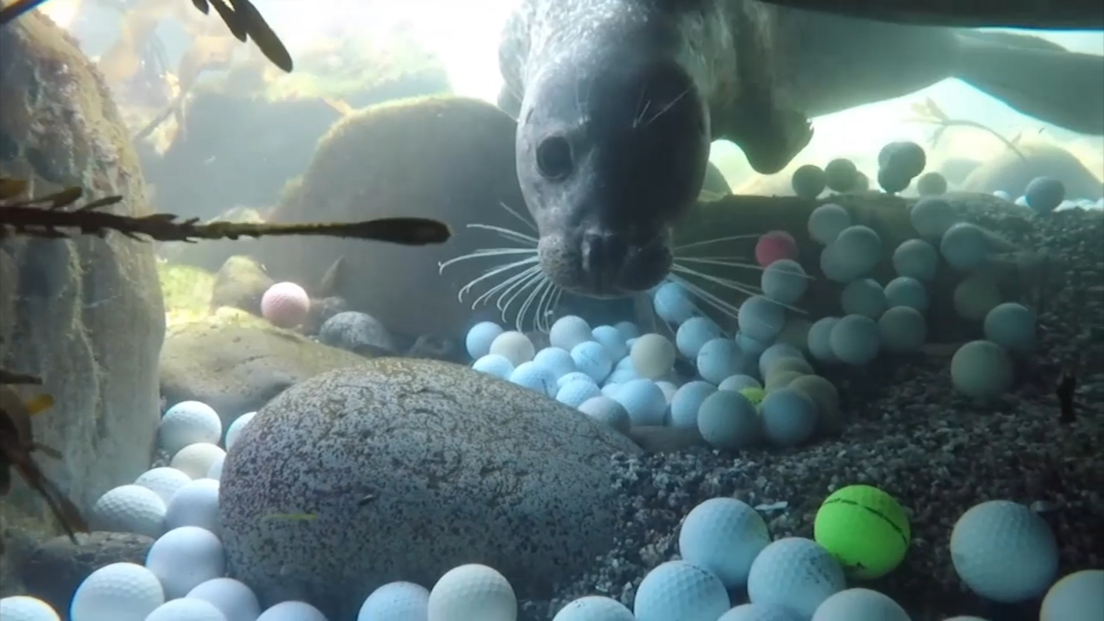 Thousands of golf balls found in Pebble Beach causing marine pollution