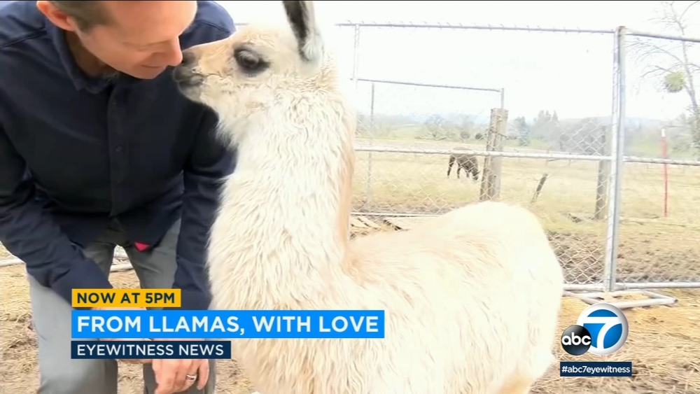 Llamas survive Camp Fire, surprise owners with baby