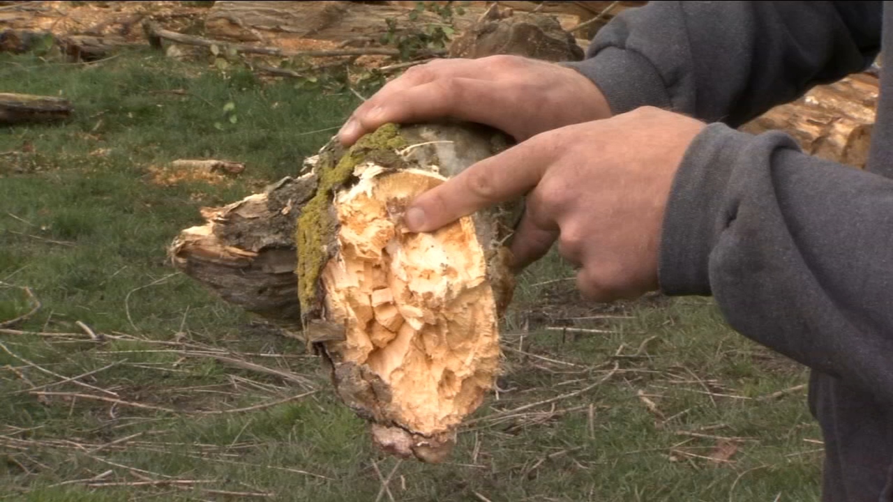 How to tell if your tree could be a hazard in the coming storm