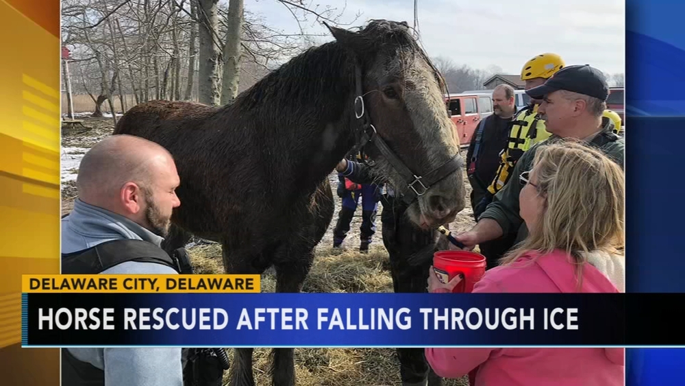 Clydesdale rescued after falling through ice in Delaware