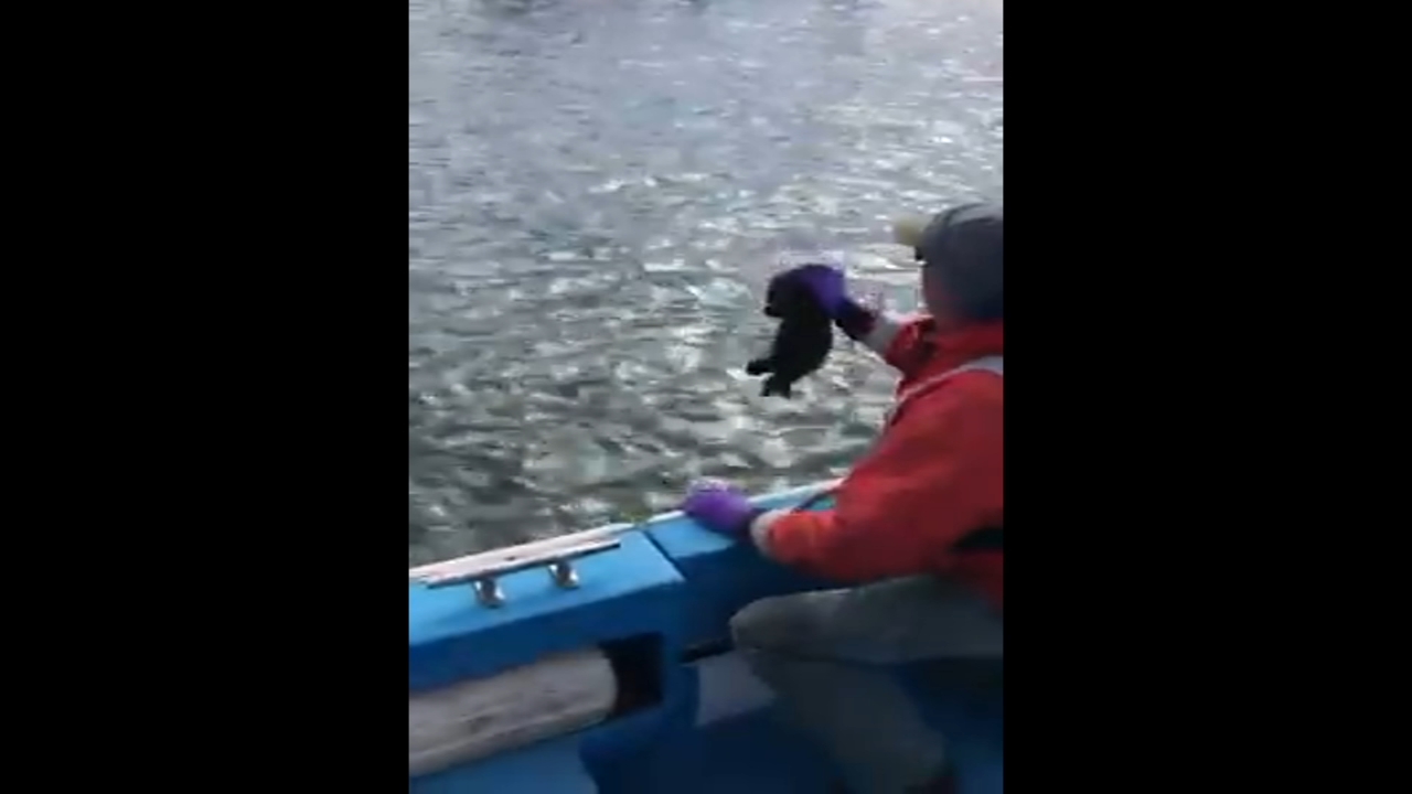 VIDEO: Morro Bay crews reunite lost baby otter with mother